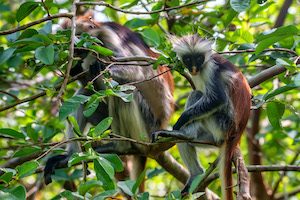 Zanzibár utazás - vörös kolobusz majom